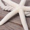 Starfish Starfish Curtain Tie Rope Stable Curtain Buckle Starfish Fixing Curtain Tie  Bedroom