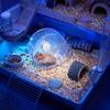 Silent Hamster Wheel Quiet Double Bearing Spinner Gerbil Small Animals Running Wheel for Mice Dwarf Animals Pets Cage