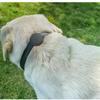 Leather Pet Collar for Tracking Device