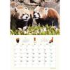 TRY-X Red Panda Striped Tail 2027 Wall Calendar 42x30cm 27CL-386
