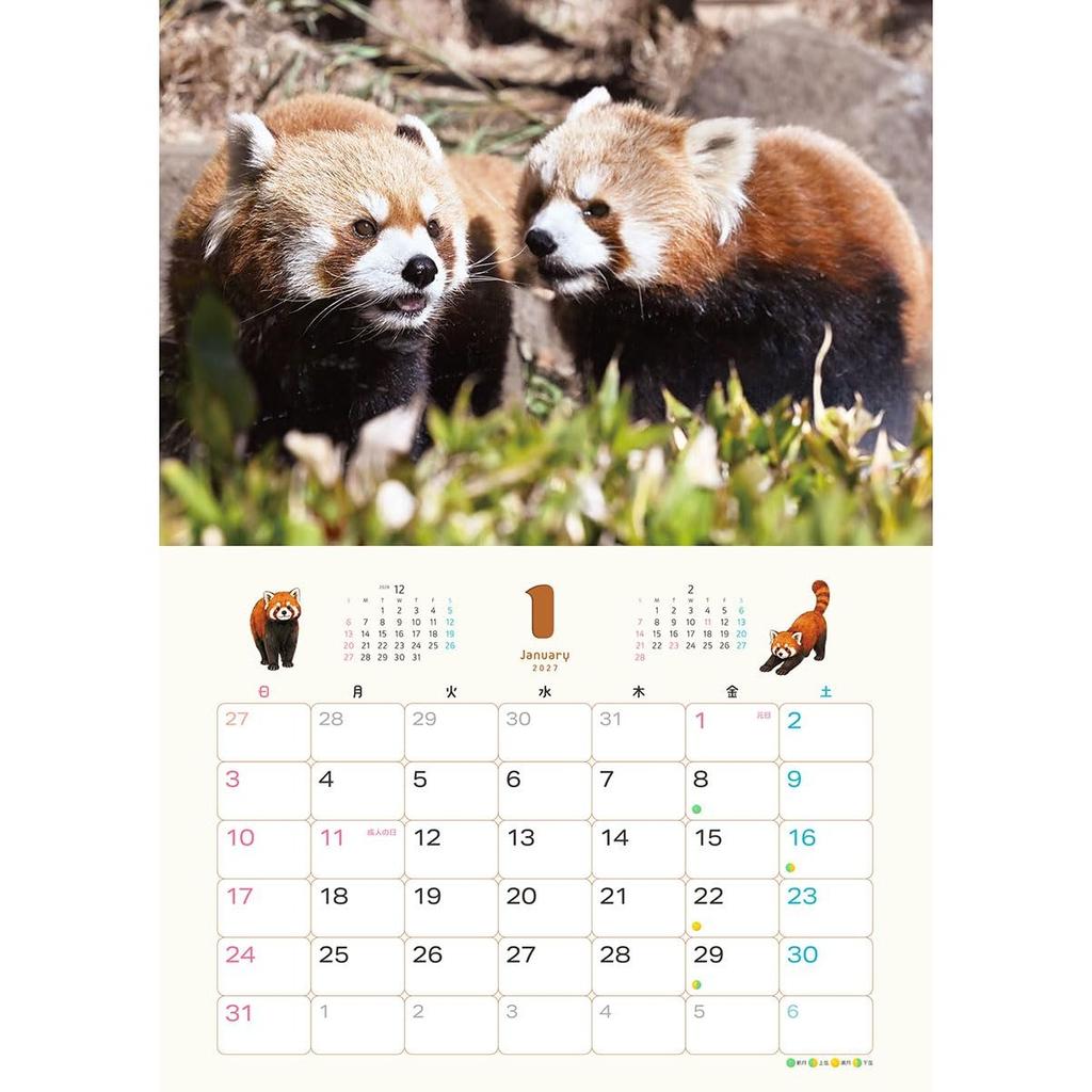 TRY-X Red Panda Striped Tail 2027 Wall Calendar 42x30cm 27CL-386