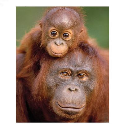 Pătrat complet broderie cu diamante animale urangutani pictură 5D Diy Diamond Painturi maimuță