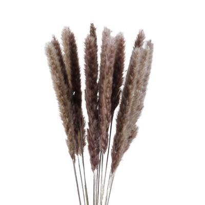 Liten tørket pampasgress Phragmites dekorasjon Naturlig liten pampasgress tørket blomsterdekorasjon