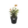 Pot De Fleurs - ELHO - B.For Original Rond 22 - Plastique - Living Noir - Intérieur