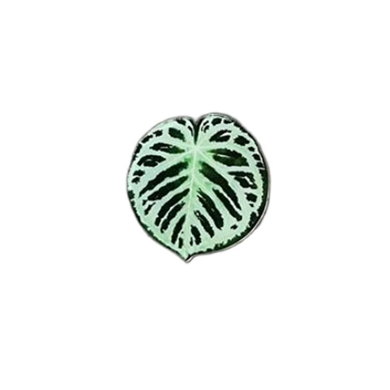 Cute Begonia Monstera Refrigerator Magnets, Kawaii Tropical Plants Refrigerator Magnets, Whiteboard Stickers