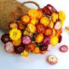 Daisies dried flower bouquet decorative ornament shooting props natural real flower arrangement bedroom dried bouquet