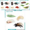 Realistic Mini Insect Set Featuring Grasshopper Bee Spider Life Cycle Models For Learning