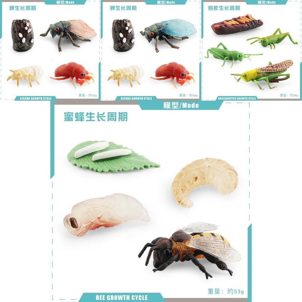 Realistic Mini Insect Set Featuring Grasshopper Bee Spider Life Cycle Models For Learning