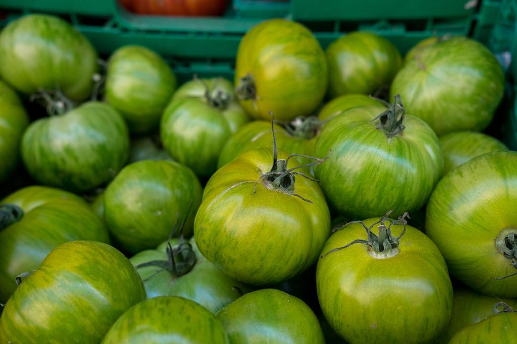 SAFLAX Organic - Tomato - Green Zebra - 10 Seeds - Solanum Lycopersicum