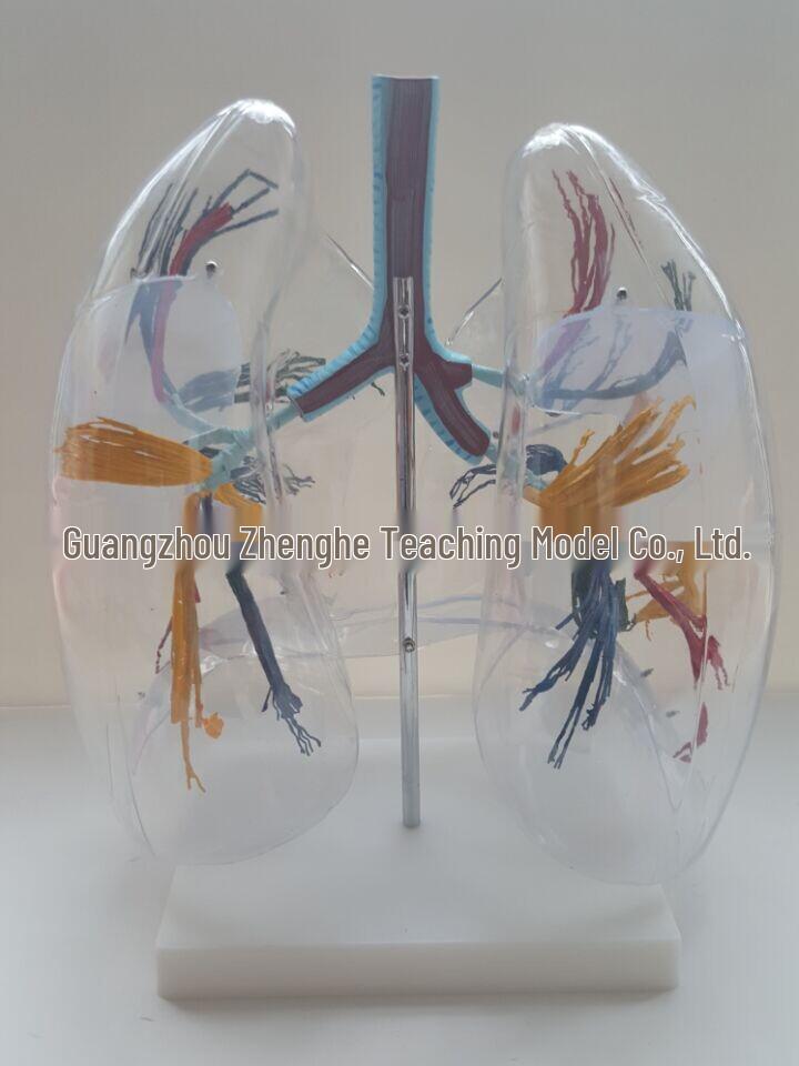 Transparent Human Lung & Bronchial Tree Anatomy Model 1:2 Scale