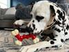 Nylabone Bend Bone [Used]