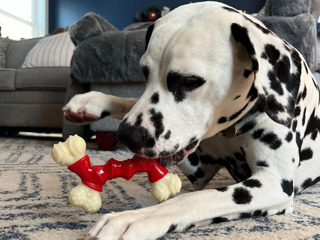 Nylabone Bend Bone [Used]