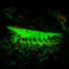 Glitter Shrimp Lure 9.5cm/4.8g TPE Soft Bionic Bait, Realistic Lure, Simulation Fishing Lures Prawn Swim Bait for Freshwater Saltwater Trout