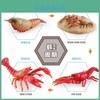 Realistic Pvc Crawfish Growth Cycle Model Detailed Static Display For Education And Decor