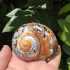 Large South African Abalone Green Seashell Ornament for Aquariums & Hermit Crabs