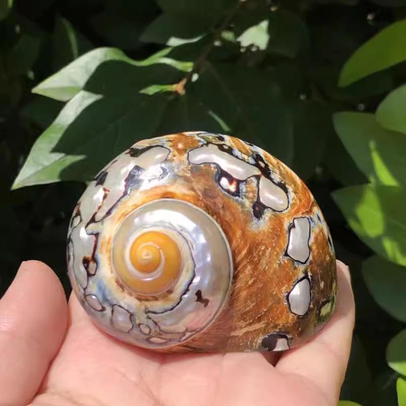 Large South African Abalone Green Seashell Ornament for Aquariums & Hermit Crabs