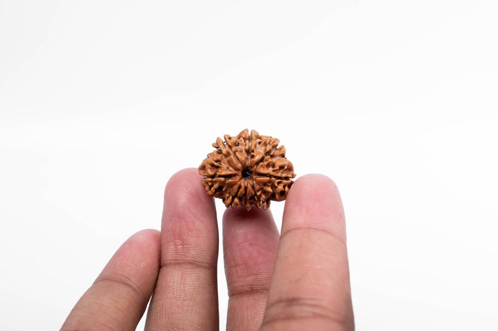 Natural 8 Mukhi Rudraksha Bead – Nepali Origin | Spiritual Bead for Obstacles Removal, Success & Protection | Organic & Lab Certified