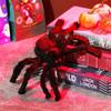 Prank Props Party Supplies Halloween Decoration Black Plush Spider Haunted House Bar Ornament