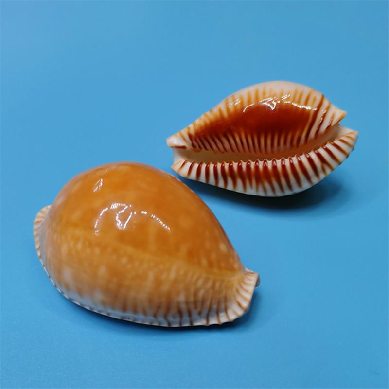 Vzácný přírodní exemplář mušle kauri pro akvárium nebo středomořskou domácí dekoraci