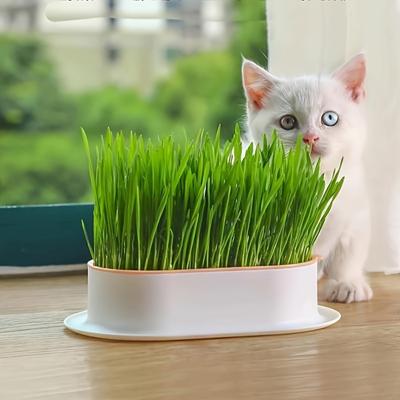 Seedless Hydroponic Catgrass Planting Pots Promote Digestion and Health - Including Greenhouse Planting Boxes, Gardening Gifts, Home Decor