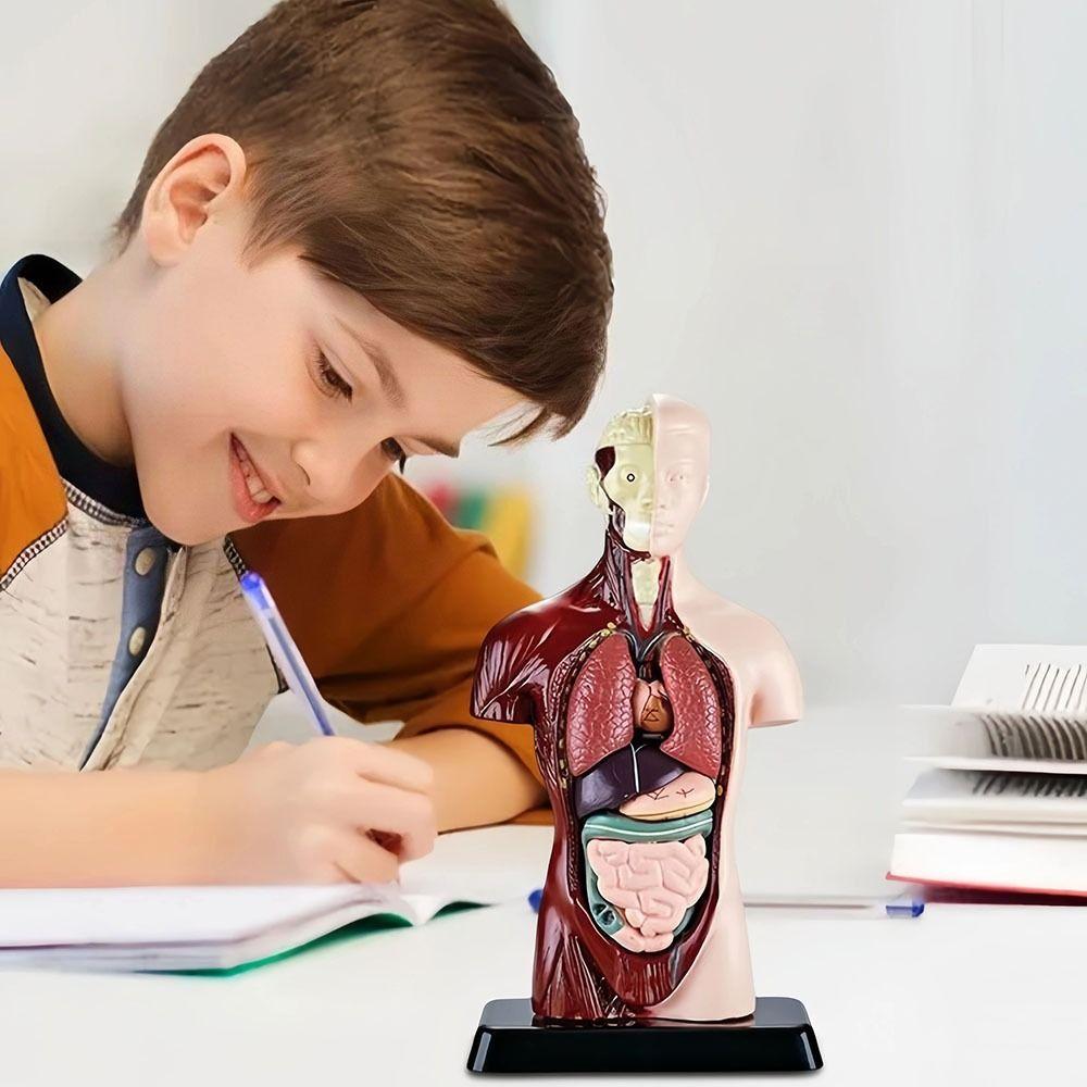 Construction Human Body Educational Prop DIY Mannequin Kid Skeleton Model Kids Toys