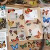 PET Butterfly & Cartoon Stickers for DIY Journaling, Guka Decoration, Kids' Water Bottles, and Scenery Designs.