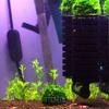 Moss Hemisphere Colonization Ball Aquarium Shrimp Fish Tank Moss Balls Holder Freshwater Live Plants Shaping Ball with Filter Stone