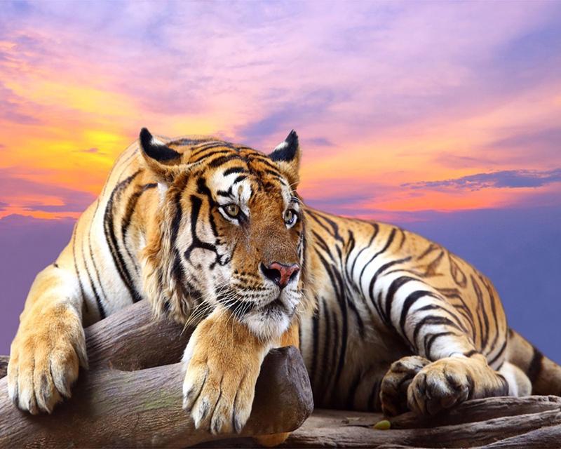 5D Diamond Painting Tiger Rhinestone Kit Art Diamond Embroidery Animal Diamond Mosaic Needlework Home Decoration