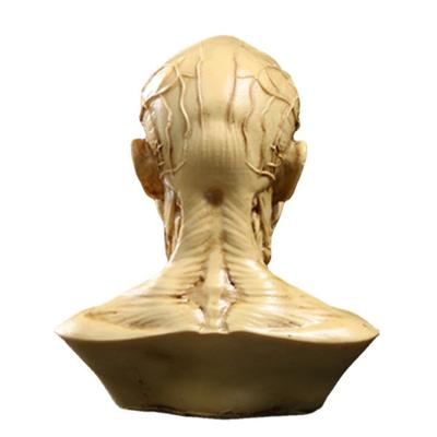 Modelo de cabeza de esqueleto de músculo humano, escultura de anatomía de cráneo y cabeza de músculo, boceto artístico