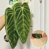 Absorbent Hand Towel Plant Leaf Design For Kitchen Bathroom Cleaning Cloth Quick Dry Kitchen Accessories With Hanging Loop
