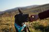 Briar Root Chew 4DOGS Size M