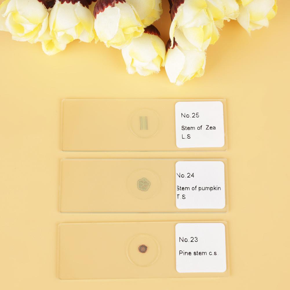 25 Stück Biologie Glas Präparierte Mikroskop-Objektträger Laborproben Mit Box