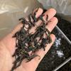 Golden Peony Oolong Tea - Wuyi Mountain, Medium-Light Roast, Floral Aroma, Loose Leaf, 1 Jin, Free Shipping