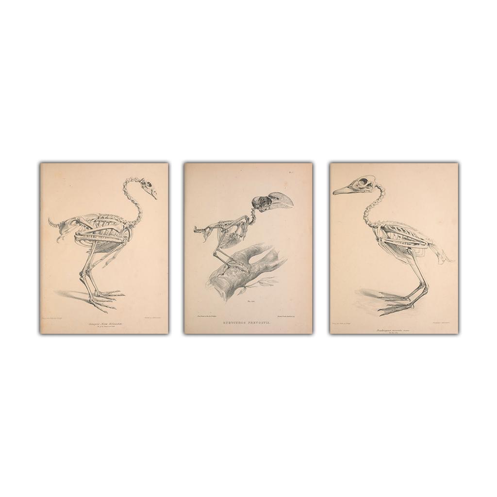Nostalgic and Retro Bird Skeleton Painting Abstract Art Canvas Painting Contemporary Picture Prints and Poster Home Wall Decor