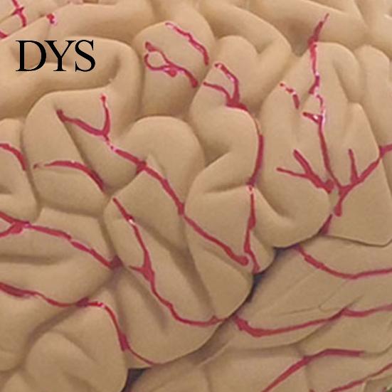 Modello Umano Cerebrale Accurato Simulazione 8 Parti PVC Dimensione Naturale Strumento Didattico di Anatomia per Aula