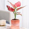 Lightweight Automatic Hydrating Sustaining Plant Container Planter Flower Pot With Vibrant Color Option for Indoor Plant