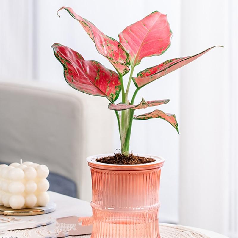 Lightweight Automatic Hydrating Sustaining Plant Container Planter Flower Pot With Vibrant Color Option for Indoor Plant