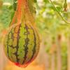 100pcs Watermelon Hammock Durable Heavy Duty Hanging Mesh Bag for Garden Fruits Vegetables Melon Net with Drawstring
