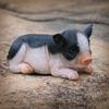 Cute Lying Piggy Sculpture Model Garden Courtyard Decoration Resin Crafts