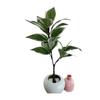 Grüne Topfpflanze Bonsai mit weißen Rändern für Heimdekoration und Foto-Requisiten