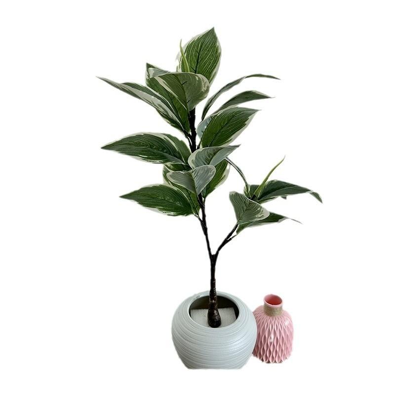 Grüne Topfpflanze Bonsai mit weißen Rändern für Heimdekoration und Foto-Requisiten