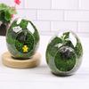 Transparent Succulent Glass Vase Beautiful Micro Landscape Moss Bottle  Balcony
