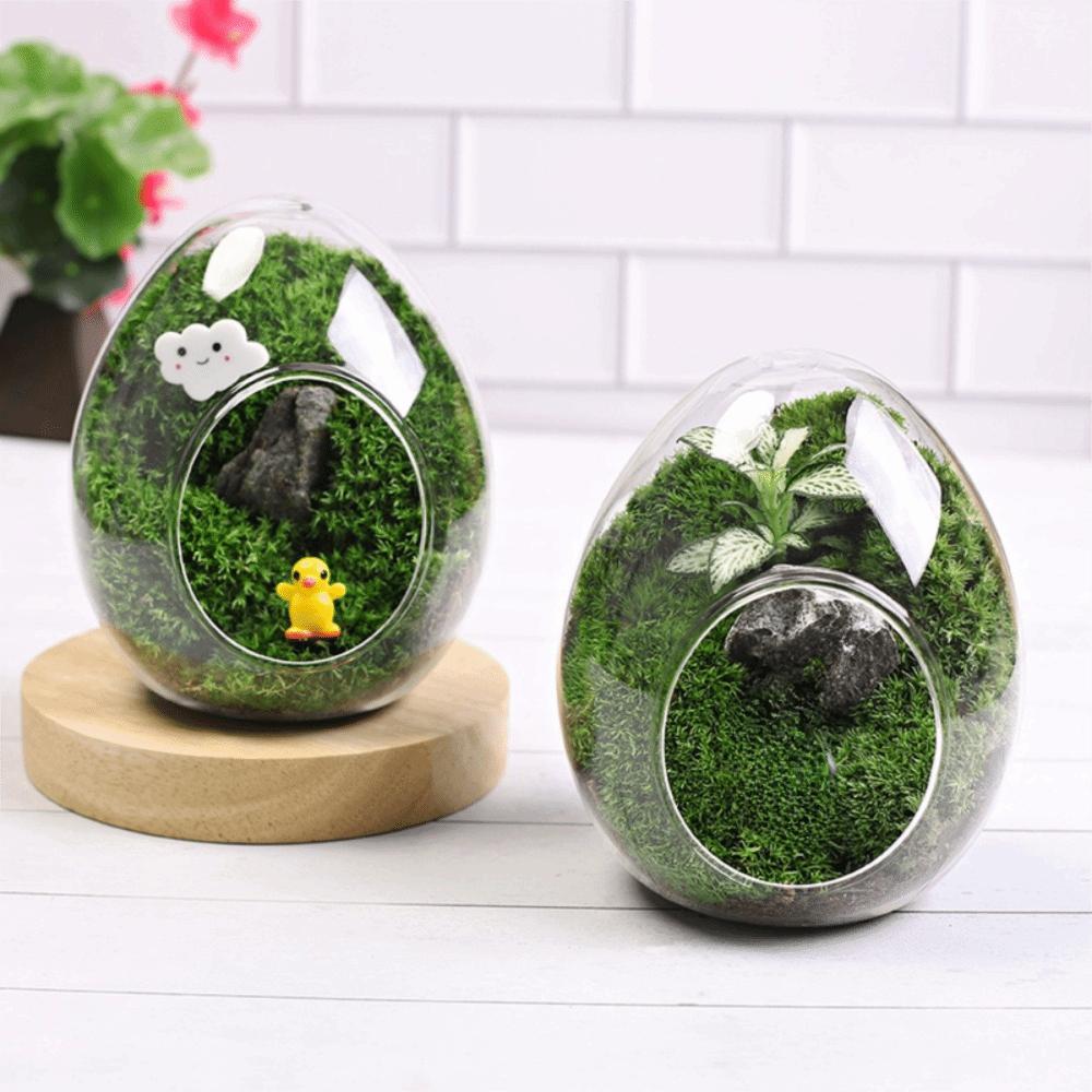 Transparent Succulent Glass Vase Beautiful Micro Landscape Moss Bottle Balcony