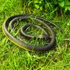 Realistic Fake Rubber Toy Snake, Black, Fake Snakes That Look Real, Prank Stuff 80cm