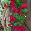 Multicolor Bougainvillea Artificial Flower Vine Green Leaves Hanging Decoration Artificial Flower Ornament DIY
