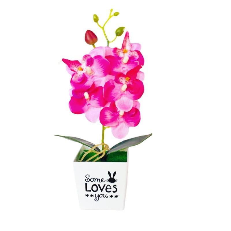 Love Pot Phalaenopsis Potted Green Plant Decorations For Home Decor Ideas Gift