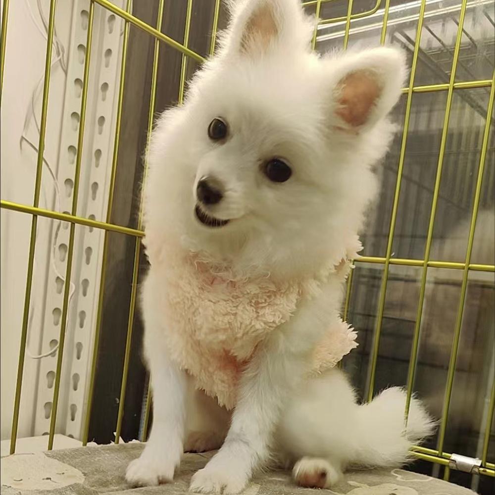 Soft Cozy Dog Clothes Winter Warm Puppy Fleece Costume For Small Medium Dogs Cats Outdoor Pet Sweater French Bulldog Yorkshire Coat