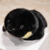 354565CM Super Cute Simulation Penguin Plush Toy Soft And Comfortable Sea Zoo Animal Birthday Xmas Gift