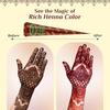 Neeta Mehendi Cone Body Art All Natural Herbal Pure Henna Past (12 Pieces In a Box) Pack of 2