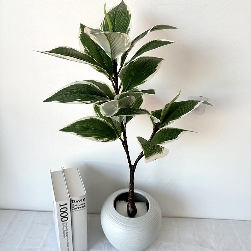 Grüne Topfpflanze Bonsai mit weißen Rändern für Heimdekoration und Foto-Requisiten